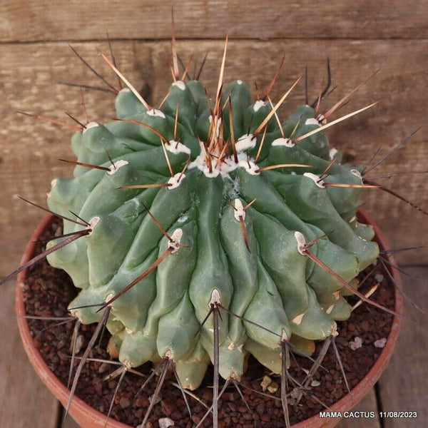 A7277 THELOCACTUS RINCONENSIS pot22-H15-W20 cm MaMa Cactus