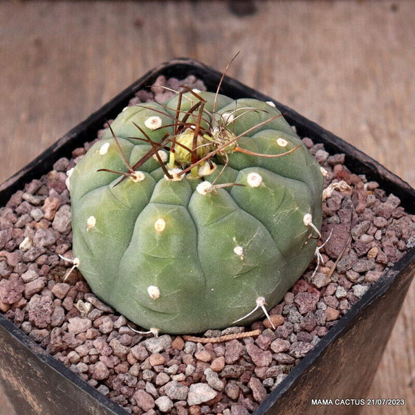 MATUCANA MADISONIORUM