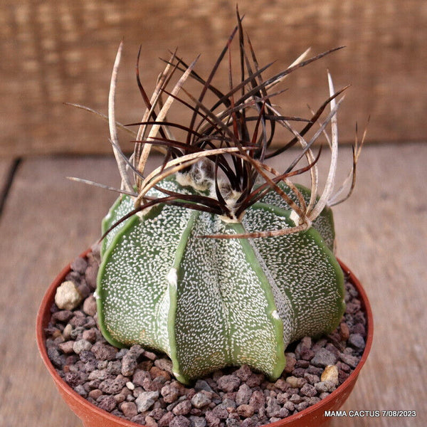 ASTROPHYTUM CAPRICORNE NIVEUM