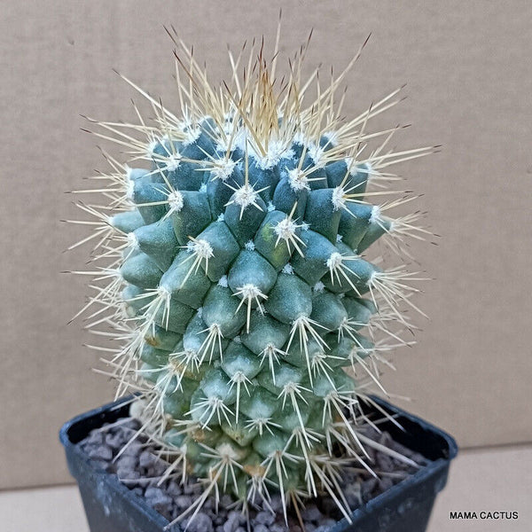 MAMMILLARIA MAINAE