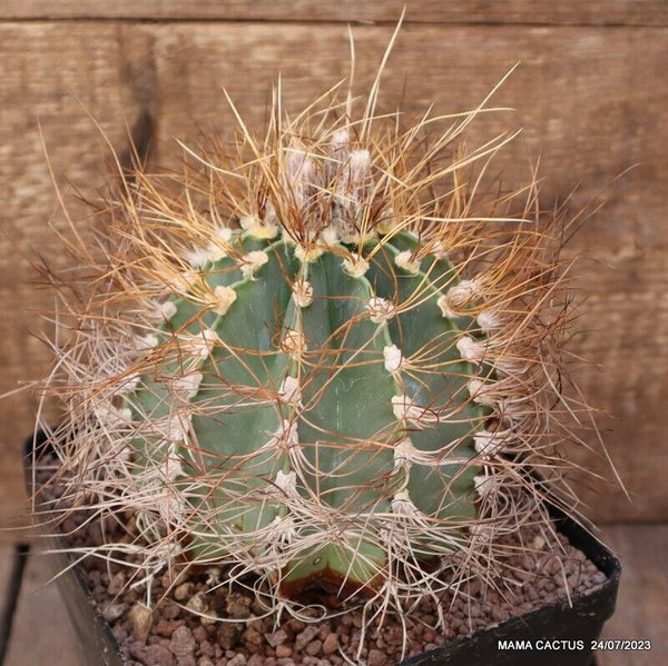 ASTROPHYTUM CAPRICORNE SENILIS