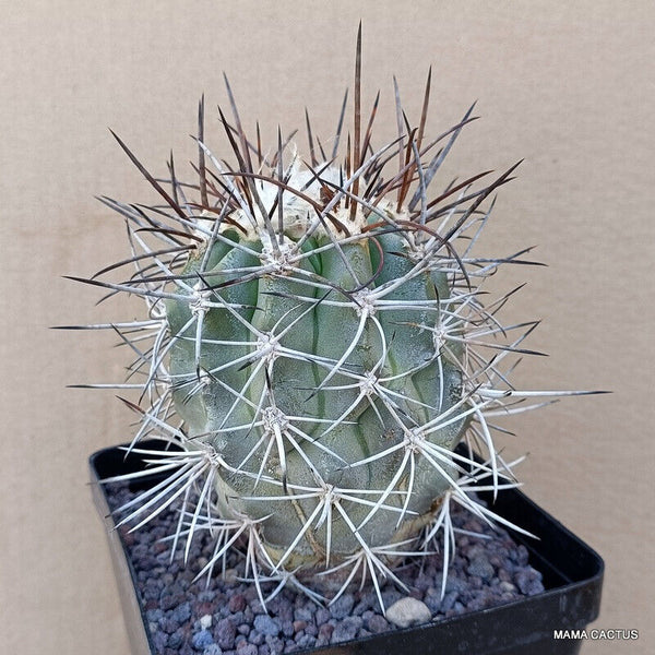 COPIAPOA IMBRICATA