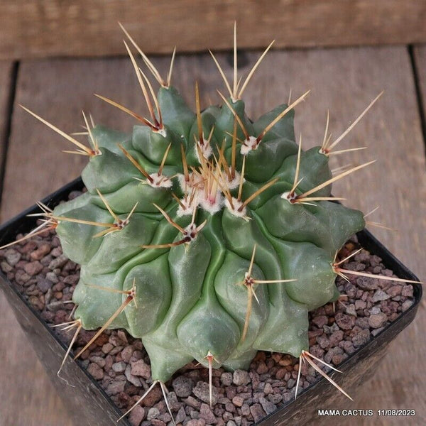 A8069 THELOCACTUS RINCONENSIS pot12-H9-W13 cm MaMa Cactus