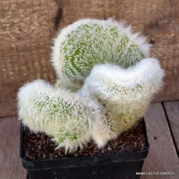 CLEISTOCACTUS STRAUSII CRESTED