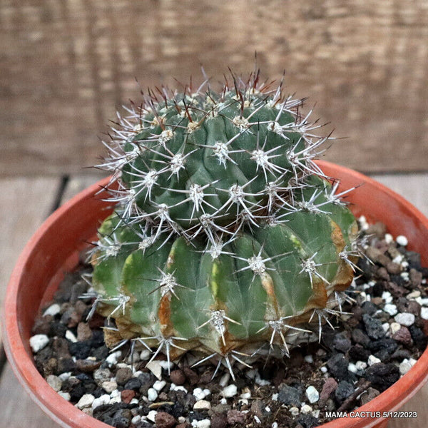 ACANTHOCALYCIUM PEITSCHERIANUM