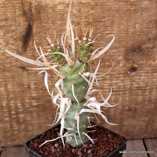 A6710 TEPHROCACTUS AORACANTHUS PAPYRACANTHUS pot9-H16-W6 cm MaMa Cactus