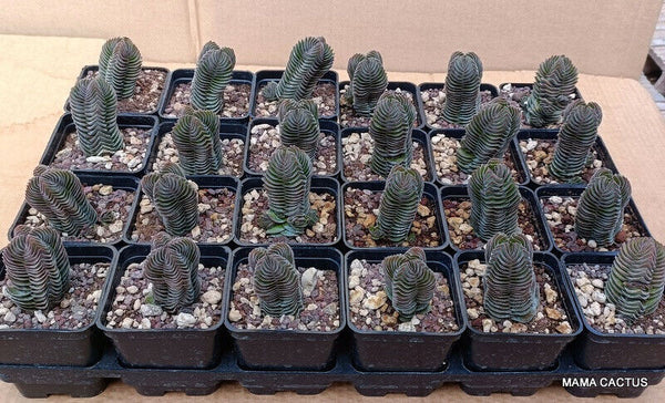 24 X CRASSULA BUDDHA'S TEMPLE