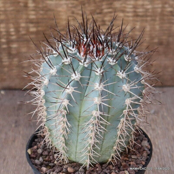 MELOCACTUS AZUREUS