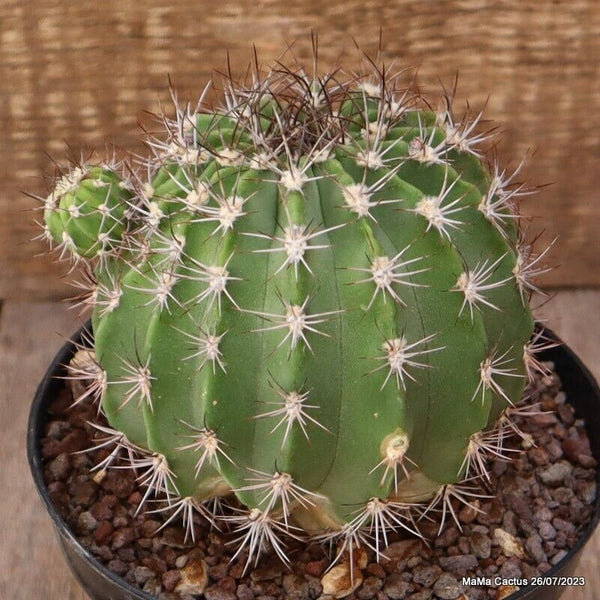 ACANTHOCALYCIUM SPINIFLORUM