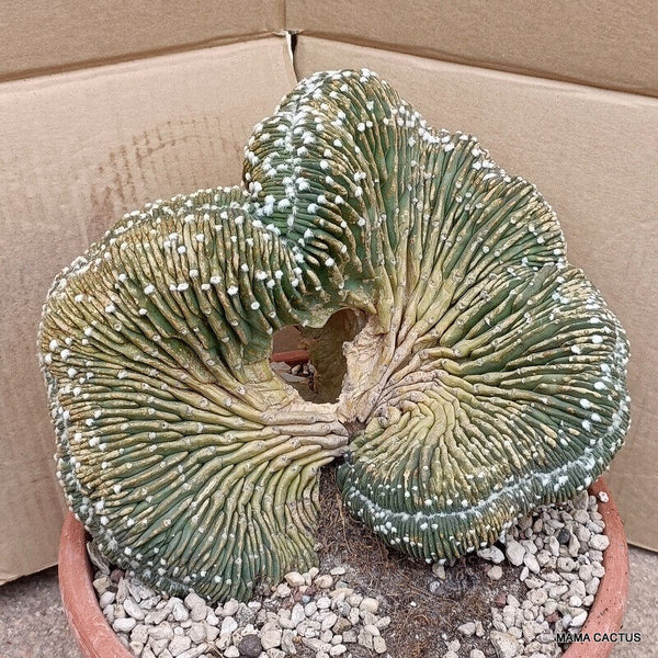 D1149 ECHINOPSIS SUBDENUDATA CRESTED pot 25 cm H 17 cm W 25 cm MaMa Cactus