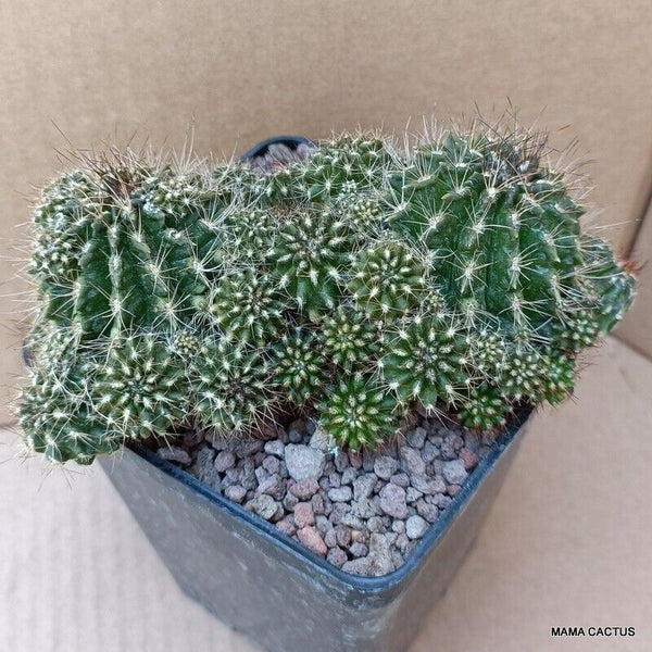 NEOPORTERIA SUBGIBBOSA CLUSTER