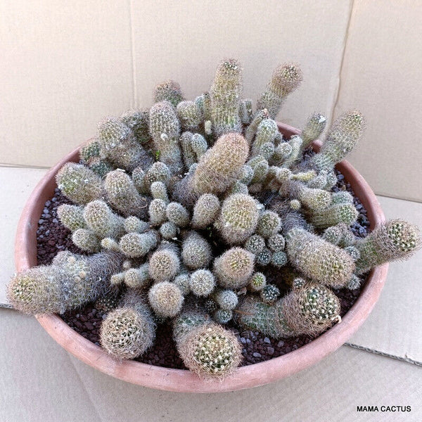 A2772 LOBIVIA ARACHNACANTHA pot 35 cm H 15 cm W 36 cm MaMa Cactus