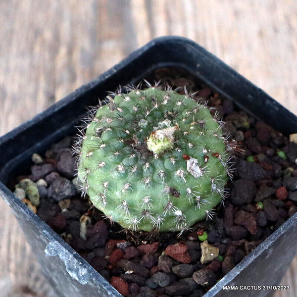 D724 FRAILEA PYGMAEA pot7-H3,5-W4 cm MaMa Cactus